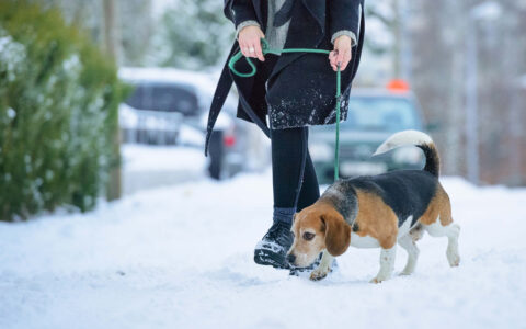 femme promène son chien sous la neige