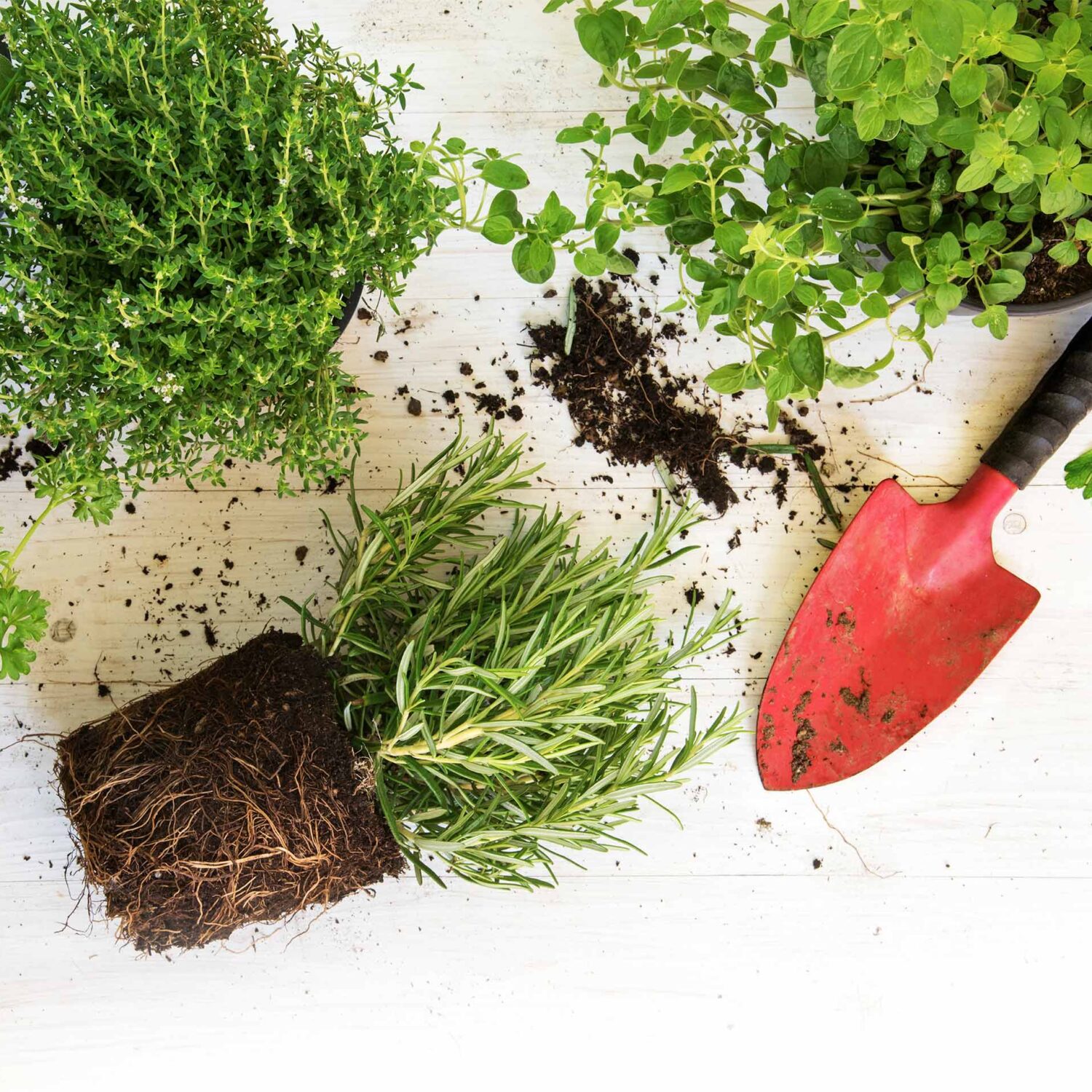 herbes aromatiques en pot