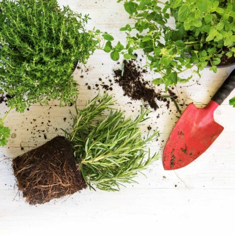 herbes aromatiques en pot