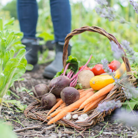 panier avec récolte du jardin