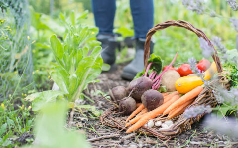 panier avec récolte du jardin
