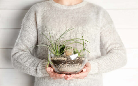 femme qui tient un terrarium