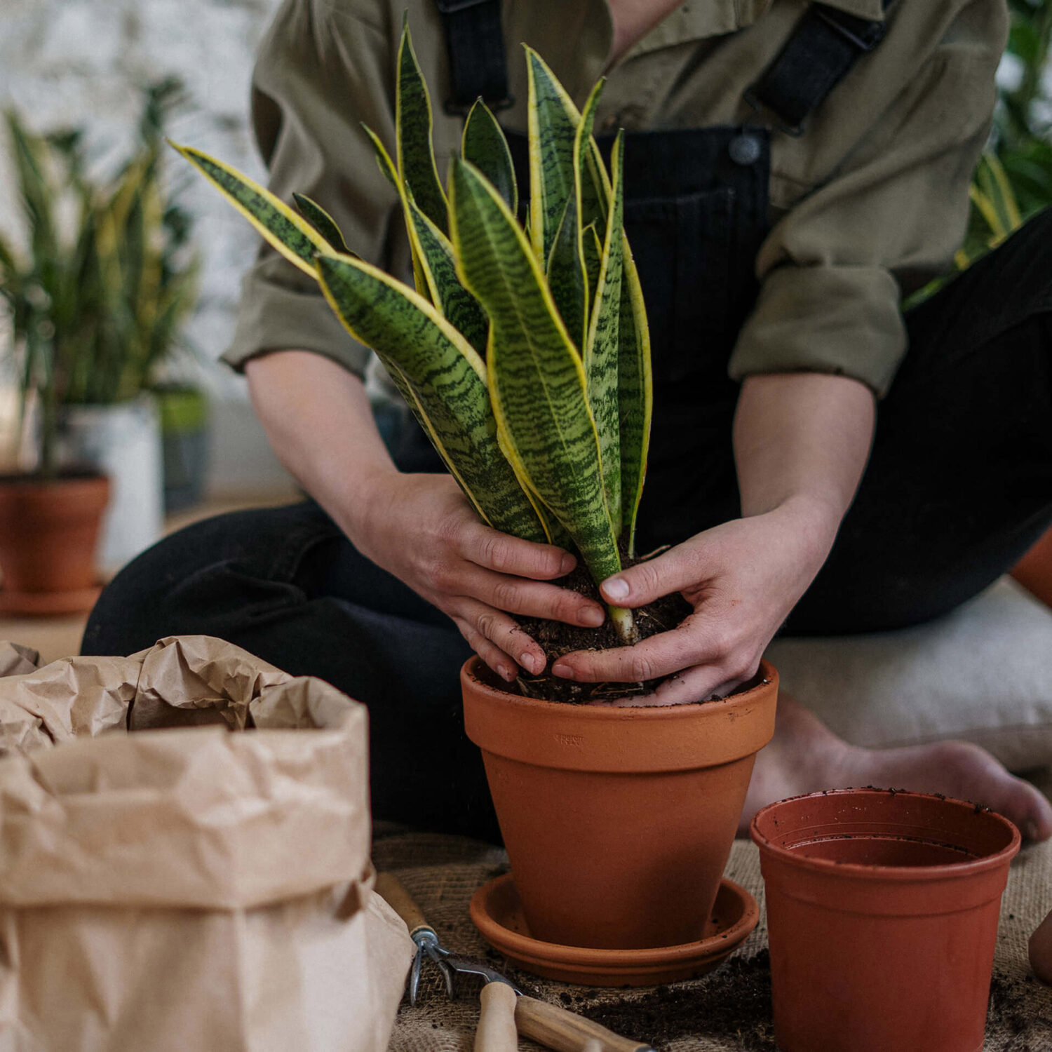 Les bienfaits des plantes d'intérieur