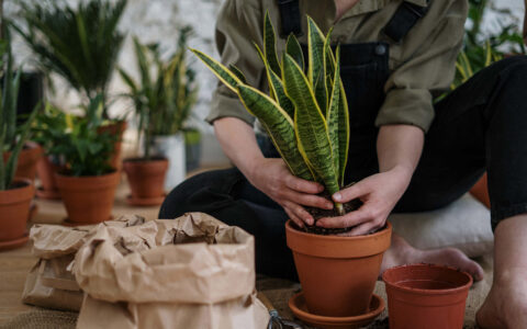 Les bienfaits des plantes d'intérieur