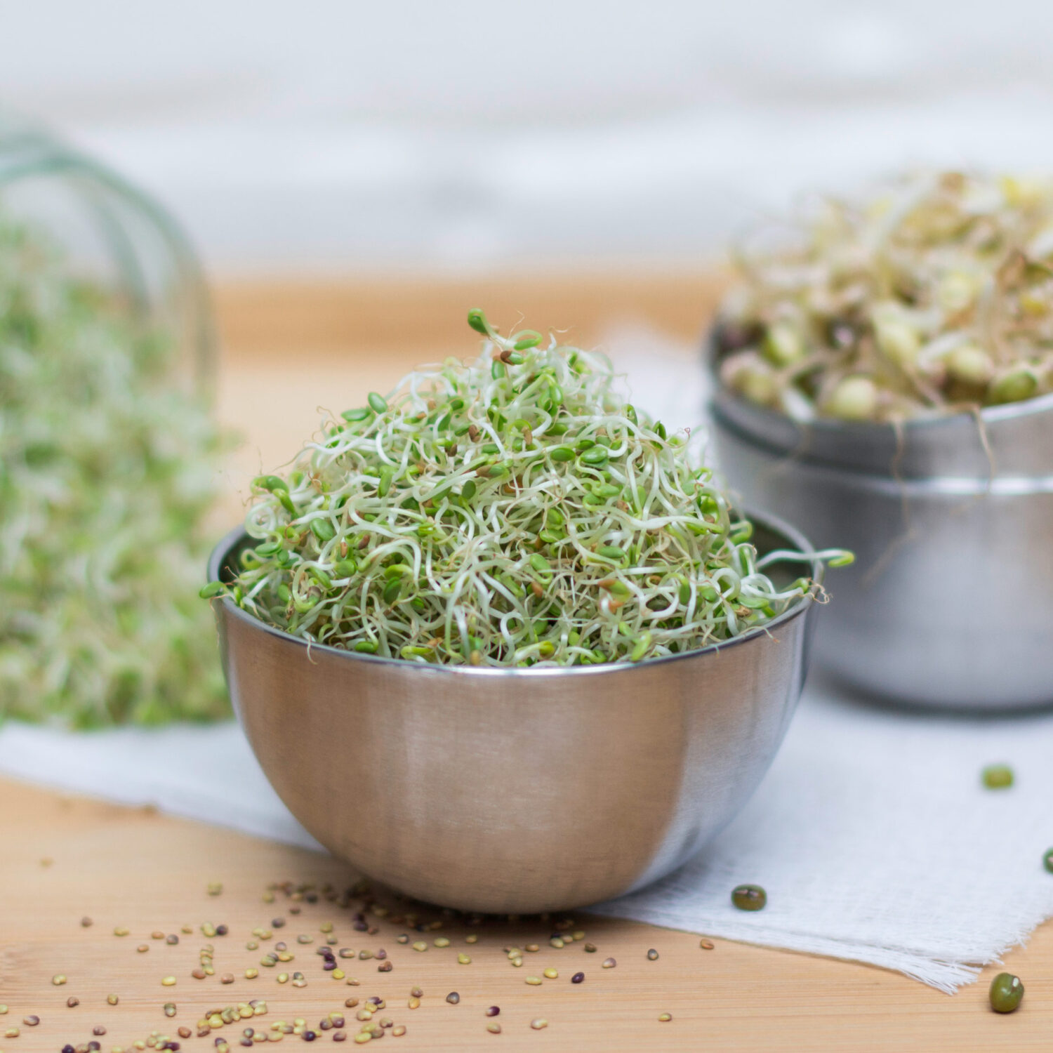 La germination étape par étape du trèfle rouge et des haricots mungos