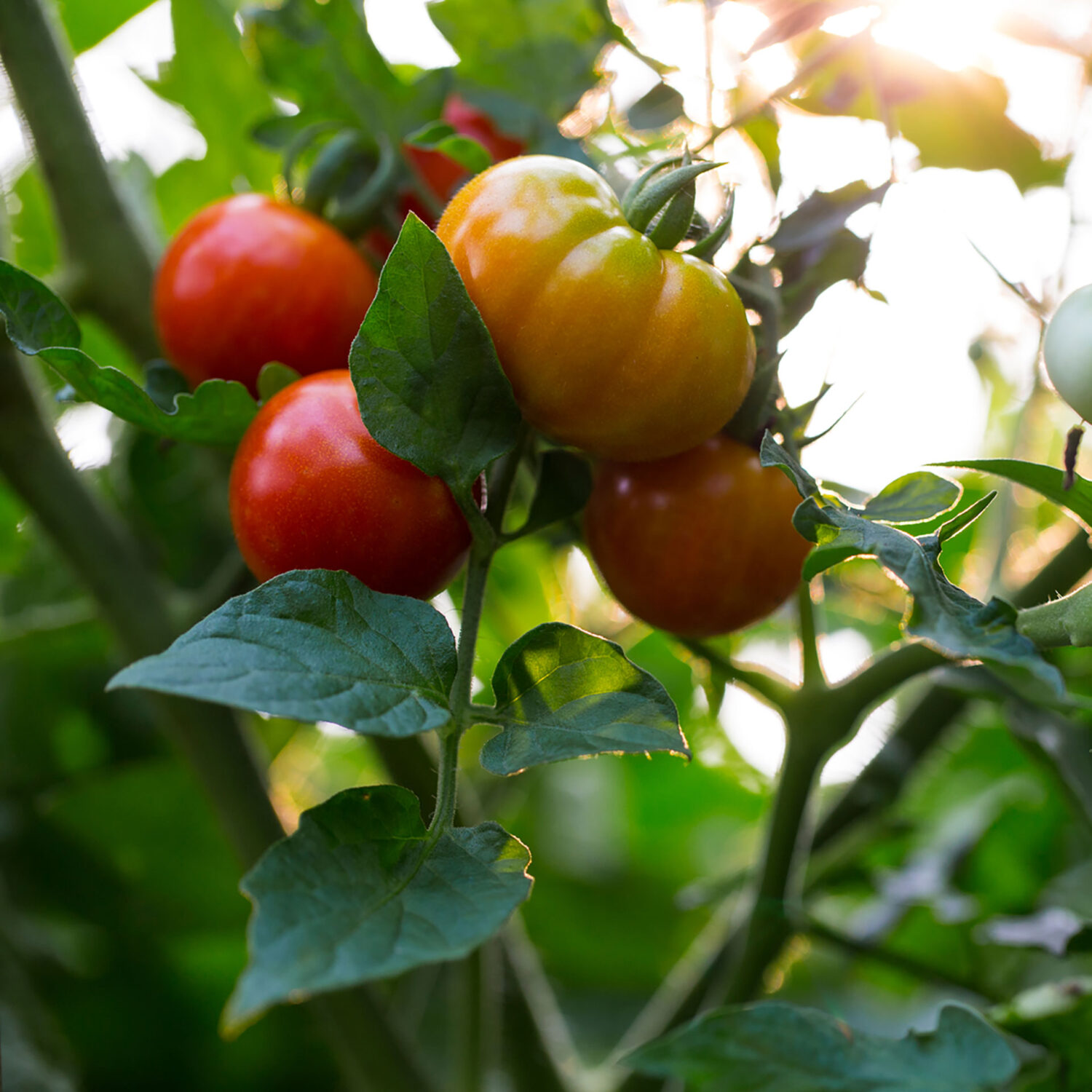 À la recherche de la meilleure tomate pour le climat