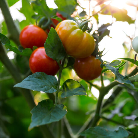 À la recherche de la meilleure tomate pour le climat