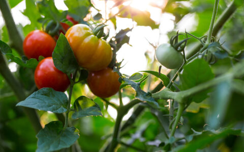 À la recherche de la meilleure tomate pour le climat