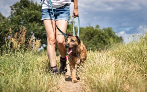 Votre chien: le meilleur ami pour bouger!