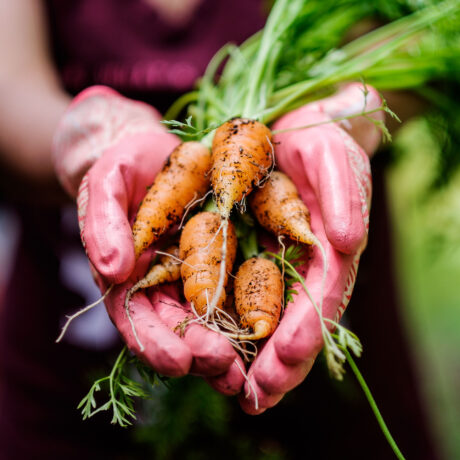 L’alimentation biologique