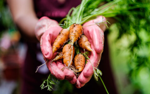 L’alimentation biologique