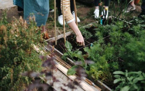 Plans de potager
